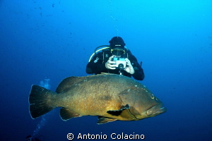 A large grouper and a photographer by Antonio Colacino 